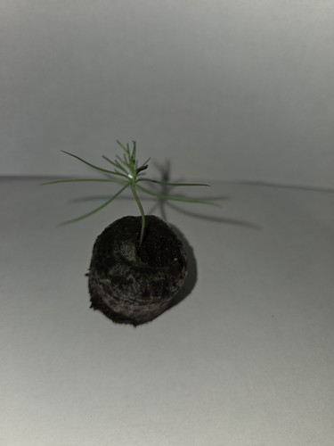 Scots pine pinus silvestri - pine,