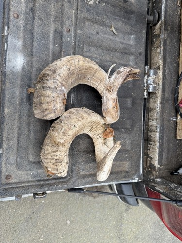 Rams horns natural - rams,