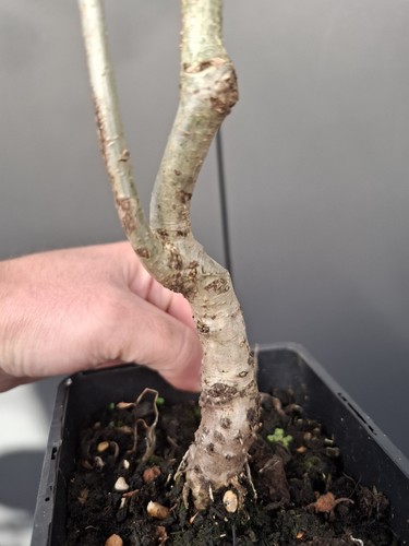 Part trained oak bonsai - part,