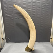 Elephant Tusk 28 inch long. 14