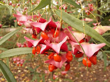 EUONYMUS CORNUTUS, Five Horned Spindle, bamboo like shrub, showy fruits, 8-10cm