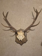 This Vintage Stag Deer Skull