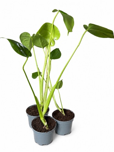 Monstera deliciosa 8cm pot - deliciosa,