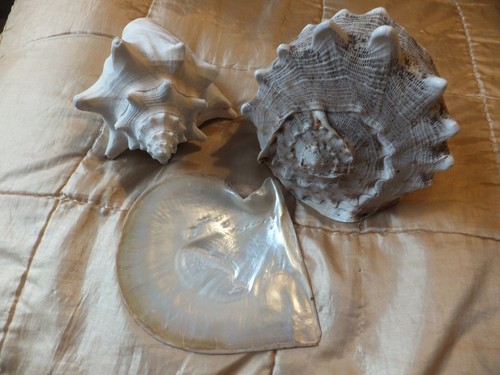 Collection seashells - collection, of