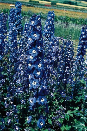 Flower delphinium pacific - flower,