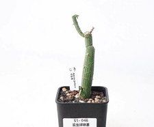 Pot 8cm Rare Plant
