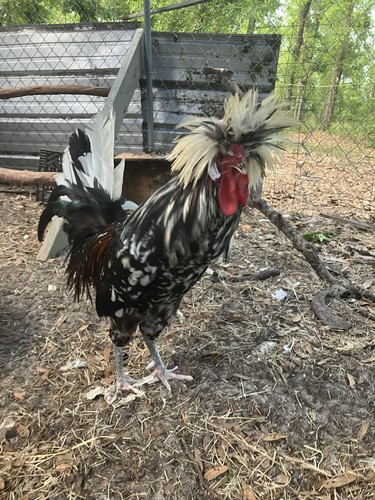 Polish top hat chicken - polish, “top