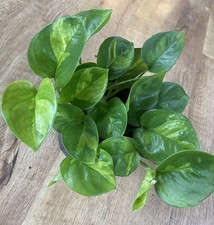 Global Green variegated | Trailing House Plant | 12cm pot | Pothos Epipremnum