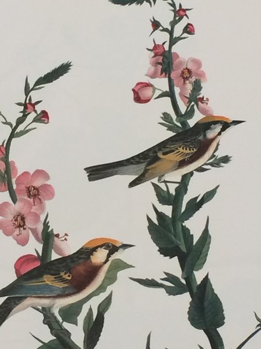 Chestnut sided warbler audubon - chestnut,