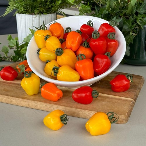 Tomato appleberry trio - tomato,