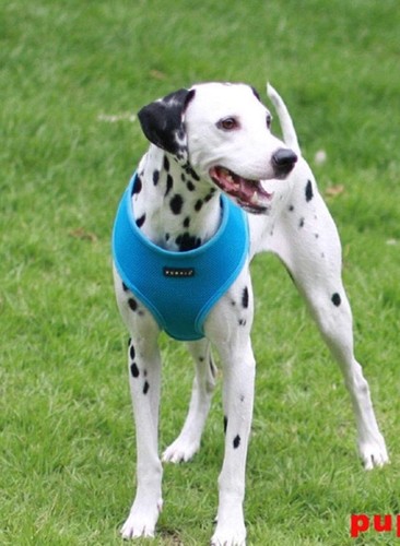 Puppia dog harness - xl,