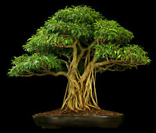 Ficus religiosa (Bodhi Peepal