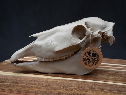 Scaled down horse - down, skull