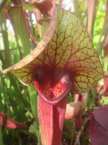 Sarracenia mieke - sarracenia, “mieke”