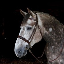 John Whitaker Madrid Snaffle