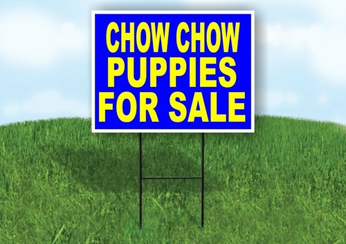 Chow puppies for - chow,
