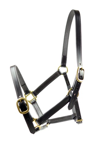 Head collar horse training - collar, in