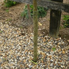 GREEN-TINT SPIRAL TREE GUARDS