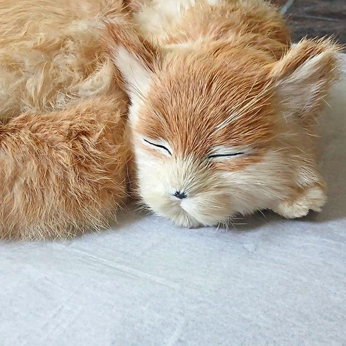 Taxidermy cat hide pelt - cat, hide/pelt