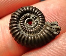 Crucilobiceras pyrite ammonite fossil (16 mm)