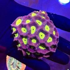 Green Eyed Moon Favia Hard LPs