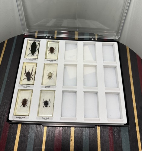 Preserved insects resin set - in,