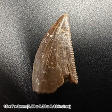 GENUINE Raptor Dinosaur Tooth