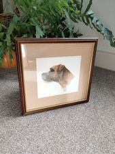 Border Terrier Portrait