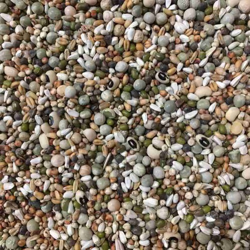 Mixed pulses soaking - , sprouting