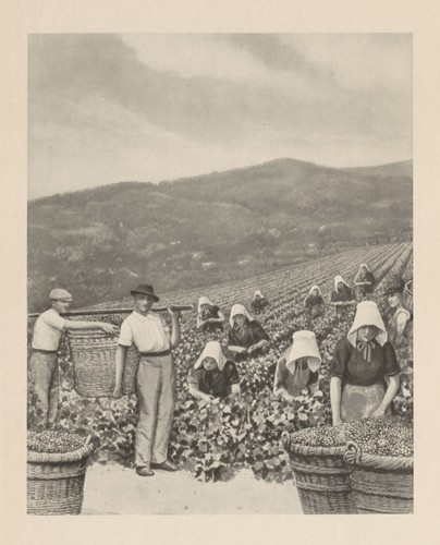 Picking grapes champagne - picking, in
