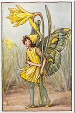 Daffodil Flower Fairies