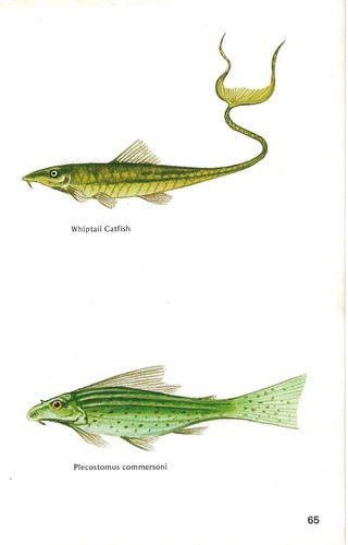Vintage exotic fish print