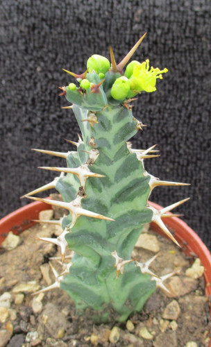 Euphorbia virosa lovely stem - euphorbia,