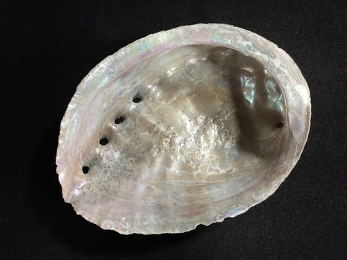 T0297 vintage abalone shell - vintage,