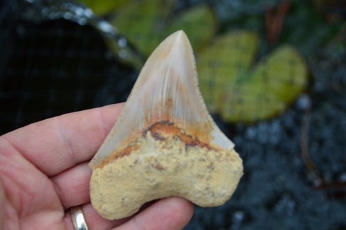 Mega megalodon shark - megalodon,