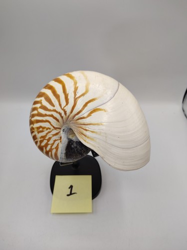 Nautilus pompilious tiger - nautilus,