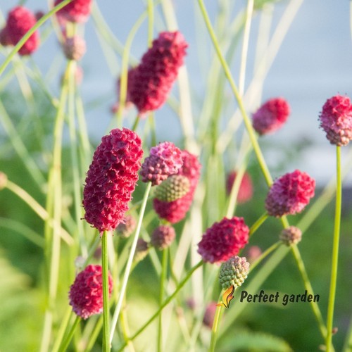 Seeds sanguisorba - seeds,
