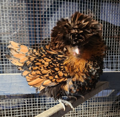 Gold laced polish hatching - gold,