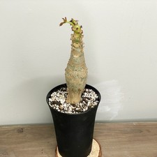 Jatropha podagrica Buddha