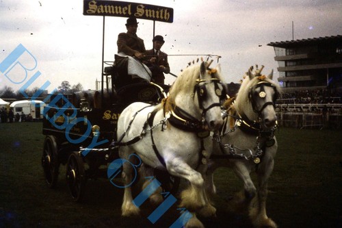 Samuel smith brewery horse - brewery,