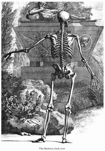 Ml52 vintage medical - medical, anatomy