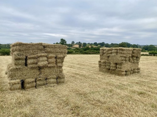Square conventional hay - hay,