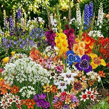 60 SUMMER FLOWERING BULBS