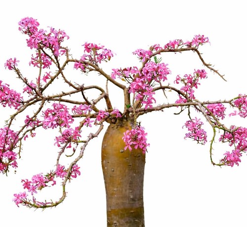 Pachypodium succulentum - , 10