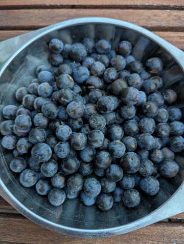 Norfolk sloes 500g freshly - sloes,