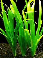 GIANT VALLIS VALLISNERIA GIGANTEA Live Tropical Aquarium Fish Plants TOP QUALITY
