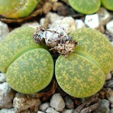 Lithops Lesleii Albinica - 15
