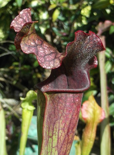 Sarracenia leucophylla x - leucophylla,