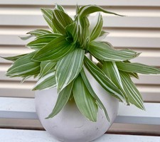 TRADESCANTIA VARIEGATED