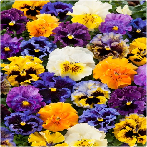 Pansy frizzle sizzle - x, 12